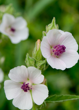 Marshmallow (Althaea officinalis)